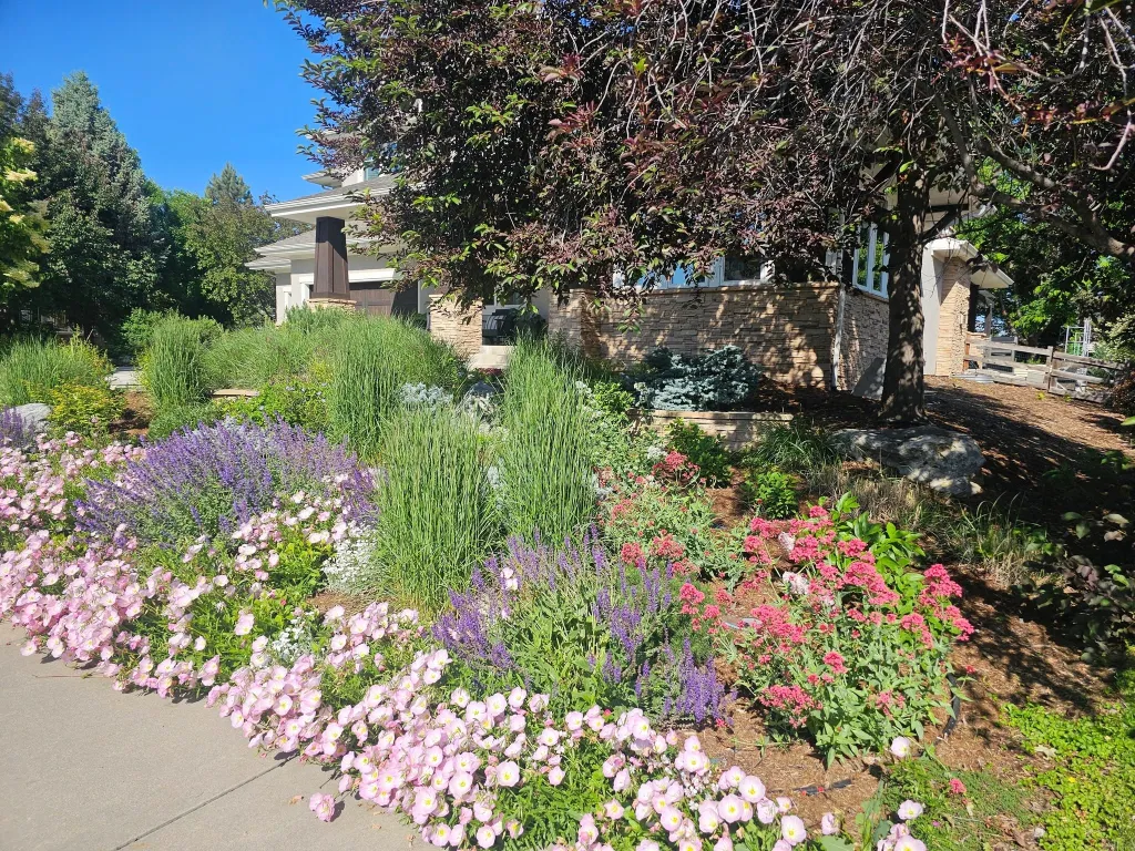 A vibrant front yard garden bed featuring purple salvia, pink evening primrose, and ornamental grasses.